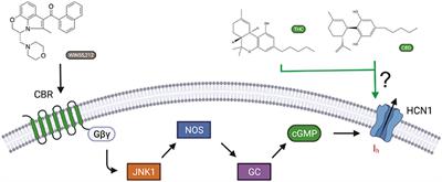 Direct Regulation of Hyperpolarization-Activated Cyclic-Nucleotide Gated (HCN1) Channels by Cannabinoids